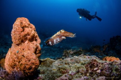 Hidden reef 
Lombok (Gili), Indonesia. by Irwin Ang 
